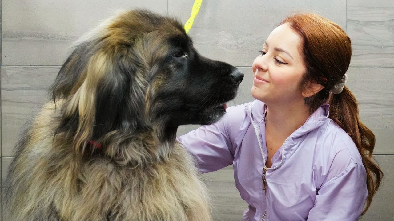 Bathing a MASSIVE horse dog! | Leonberger
