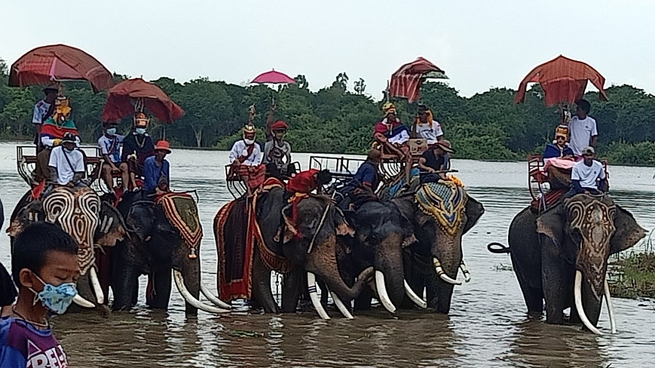 บวชนาคช้างใหญ่ที่สุดในโลก หมู่บ้านช้าง จ.สุรินทร์