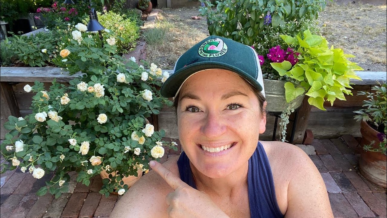 Follow up on Rose Pruning and Container Rose Review