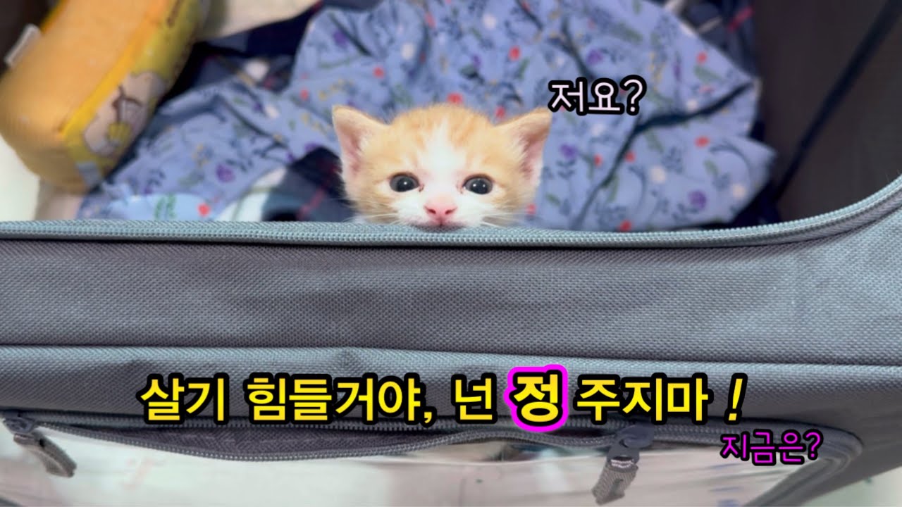 땡볕에 아스팔트 위에서 태어나 7시간을 방치된 아기냥을 데려오면서 와이프에게 한말,,, 넌 정주지마!