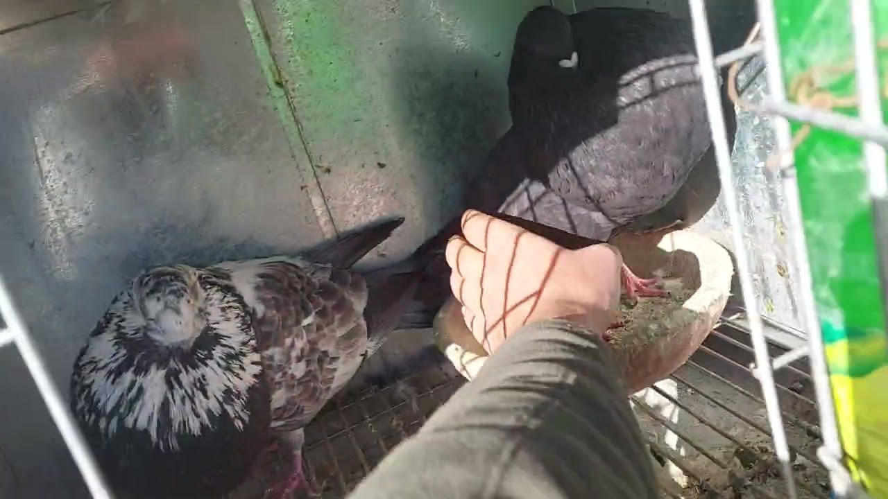 أحسن توليعة سماوية😍في بياسات لي عندي🤚🙉وكاين بياس للبيع 👀😱✈️مرحبا بالجميع تحياتي ليكم من عند زاكي❤️👑😍