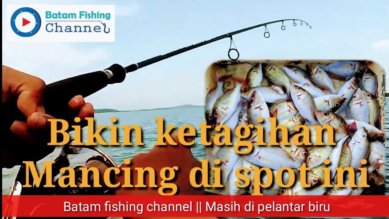 Pesta strike ikan tambak || ikan pinang pinang