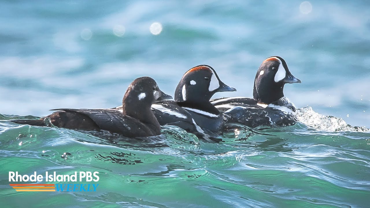 The best places to spot winter wildlife in Rhode Island | Rhode Island PBS Weekly