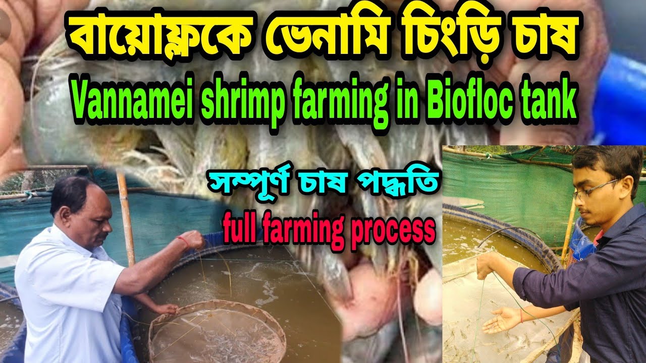 বায়োফ্লকে ভেনামি চিংড়ি চাষ | ভেনামি চিংড়ি চাষের সম্পূর্ণ পদ্ধতি | Vannamei culture in biofloc | BM.