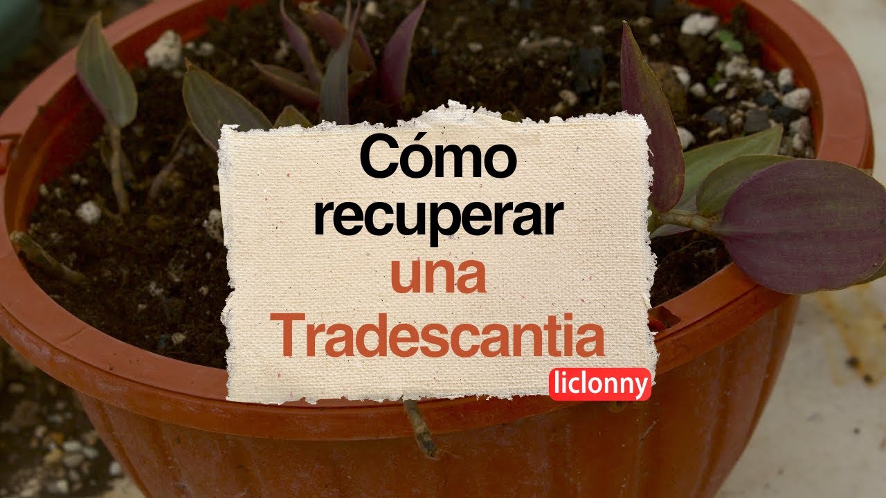 Cómo recuperar una planta Tradescantia paso a paso. liclonny