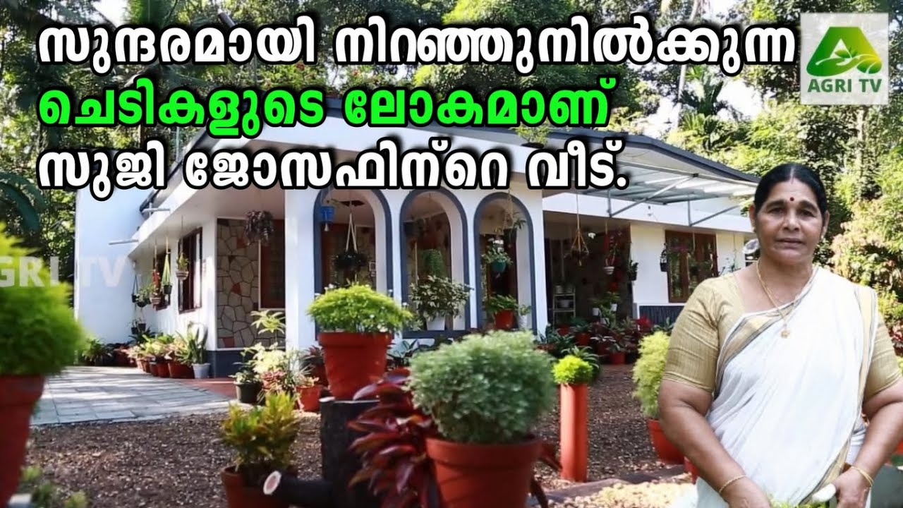 സുന്ദരമായി നിറഞ്ഞുനില്‍ക്കുന്ന ചെടികളുടെ ലോകമാണ് കറുകച്ചാൽ | സുജി ജോസഫിന്‌റെ വീട് | Home Garden