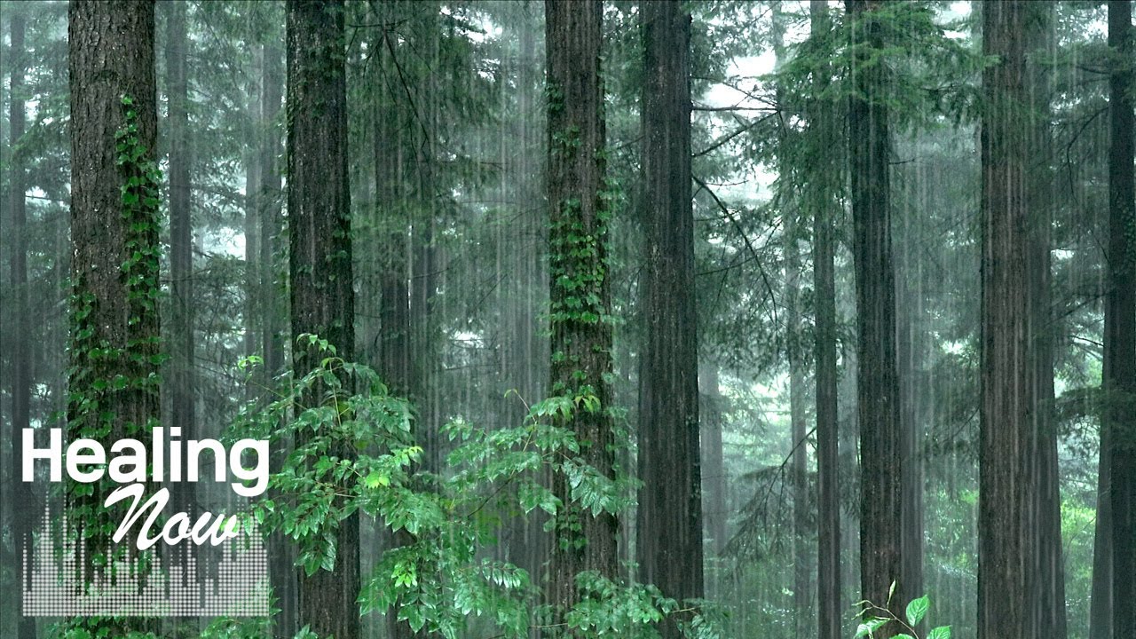 Свежесть леса и звуки дождя. Белый шум для снятия стресса, крепкого сна