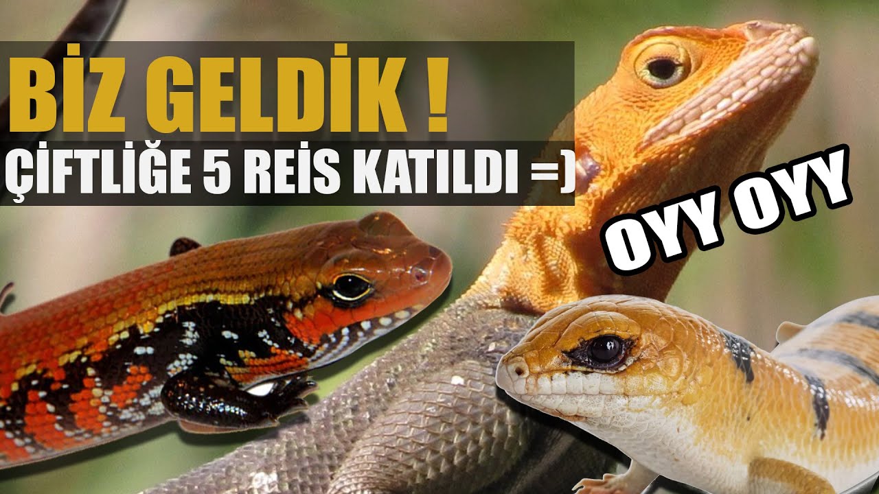 #KÇ13 - AHALİ BİZ GELDİK! TANIŞALIM MI? 5 KİŞİYİZ, GÜZELİZ.