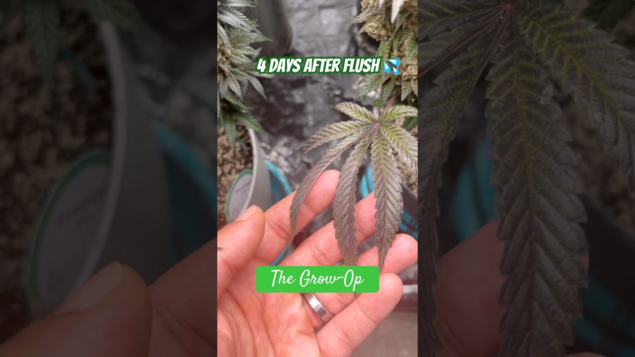 Leaves are getting their fade on #cannabiseducation #plants #indoorplants