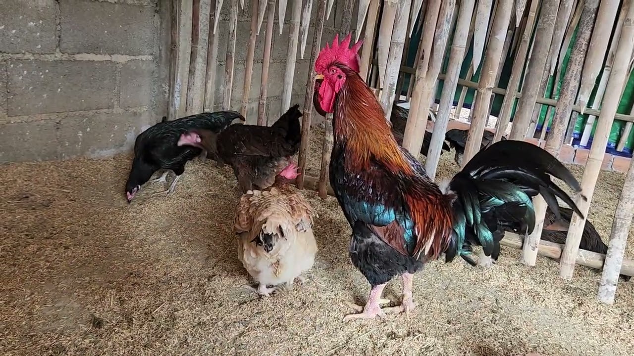 “Morning Breakfast for My Backyard Chickens 🍽️ #Short 