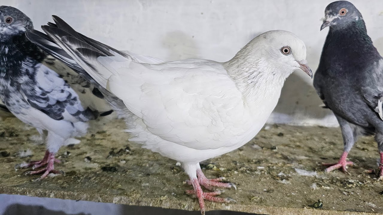 ❤️🕊🕊KGN pigeon loft Gautam  is live🕊🕊❤️
