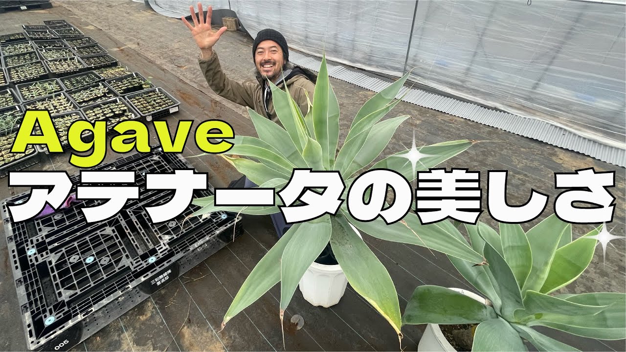 アガベ・アテナータの美しさ【アガベの魅力】