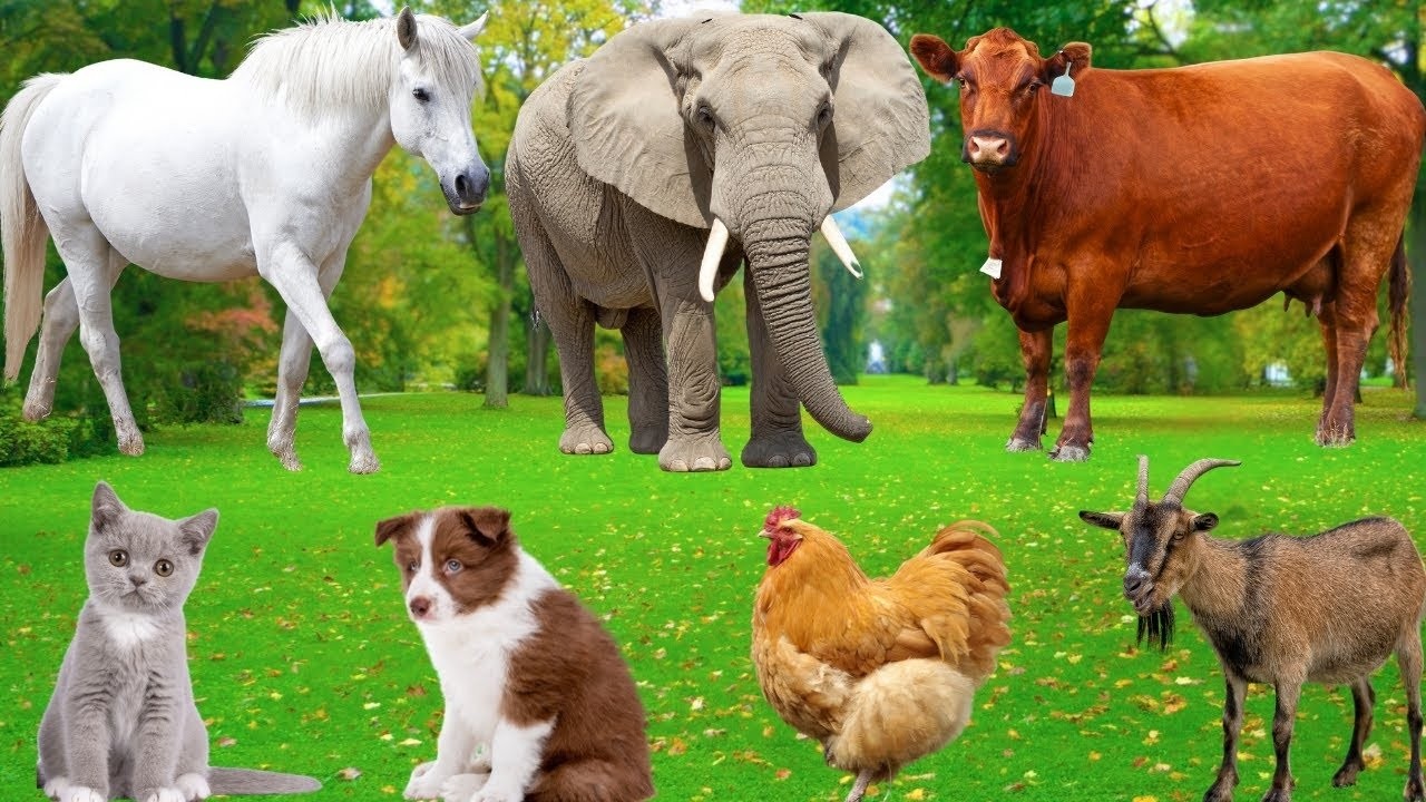 Cute Farm Animals: Sheep, Rabbit, Pig, Duck, Goat, Cow, Chicken, Buffalo, Dog, Parrot – Animal Video