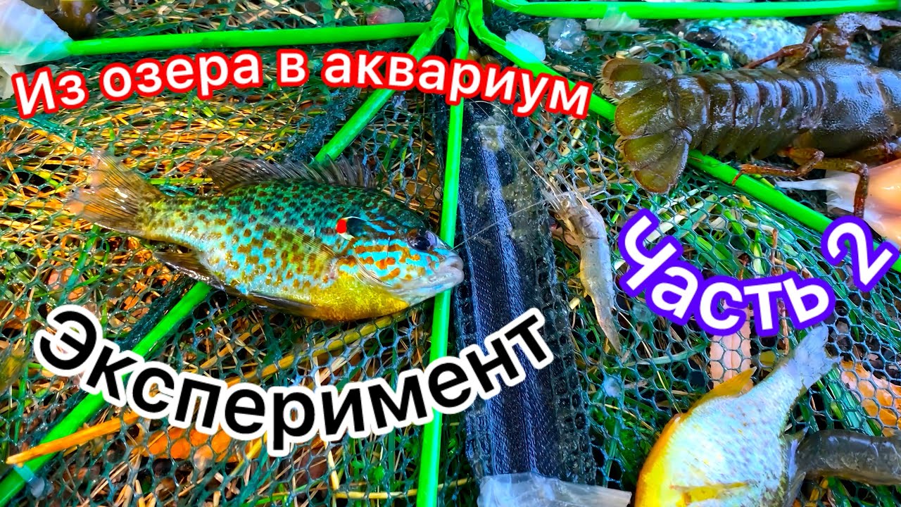 Эксперимент. Переселение обитателей из озера в аквариум. Обустройство аквариума. Наблюдение. Часть 2