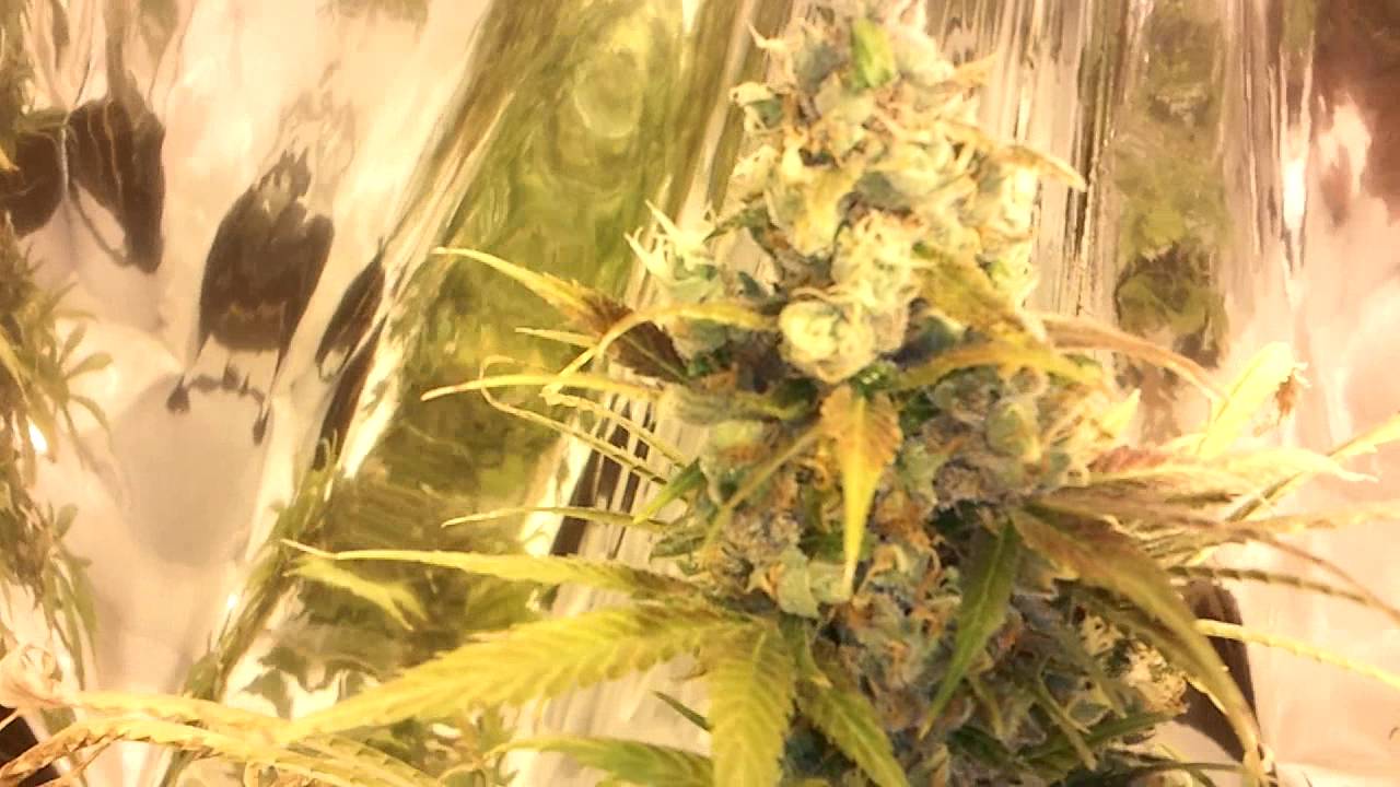 Day 64 of Flower Pineapple Fields & Chem 91