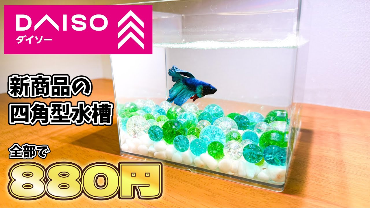 【新商品】ダイソーの水槽が想像以上だった件【ベタ飼育】