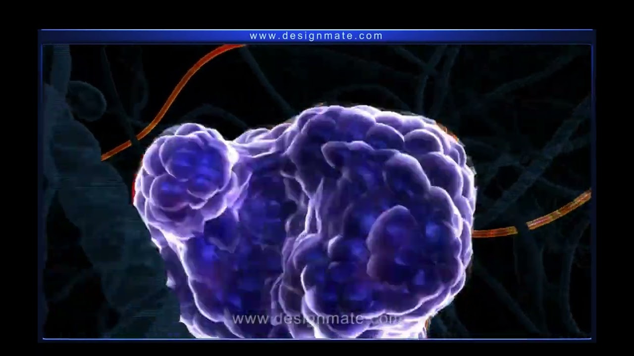 Areolar connective tissues
