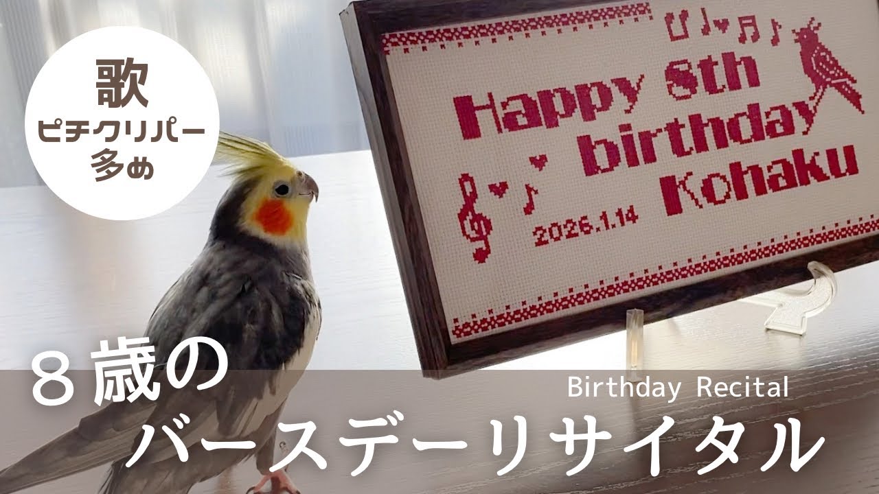 【歌】８歳のお誕生日はごきげんピチクリパー！オカメインコこはくさん