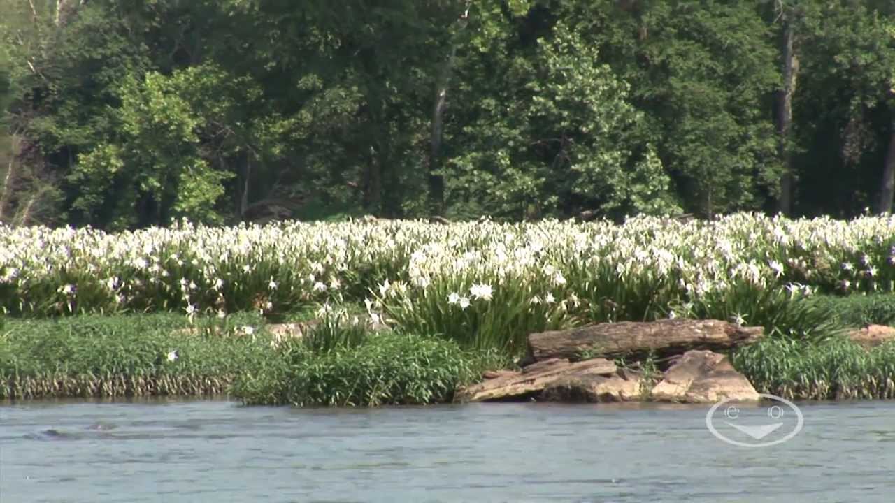 Landsford Canal State Park - Catawba SC - Rocky Shoals Spider Lilies