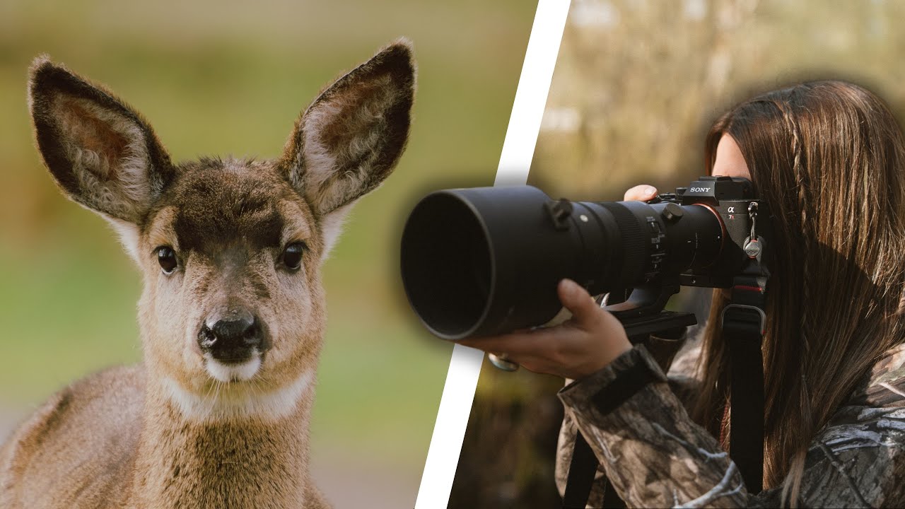 Sigma 500 f5.6 DG DN OS Sports field test for bird and wildlife photography