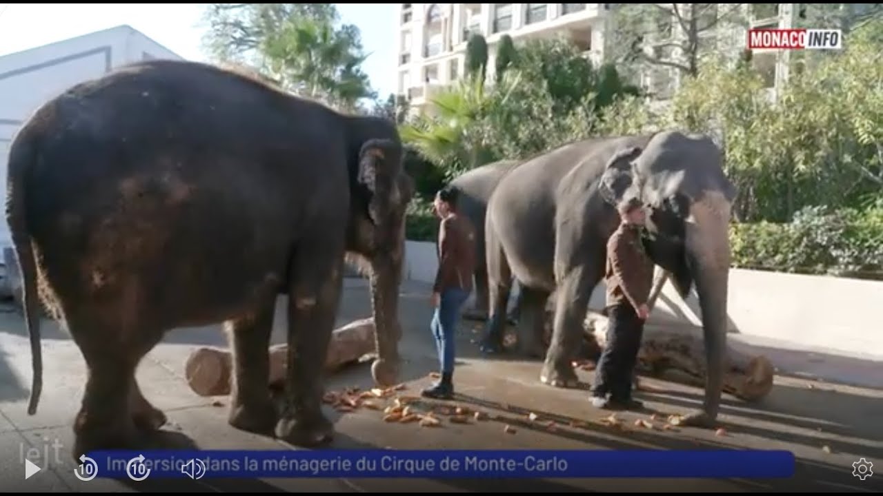 Animaux : Immersion dans la ménagerie du Cirque de Monte-Carlo
