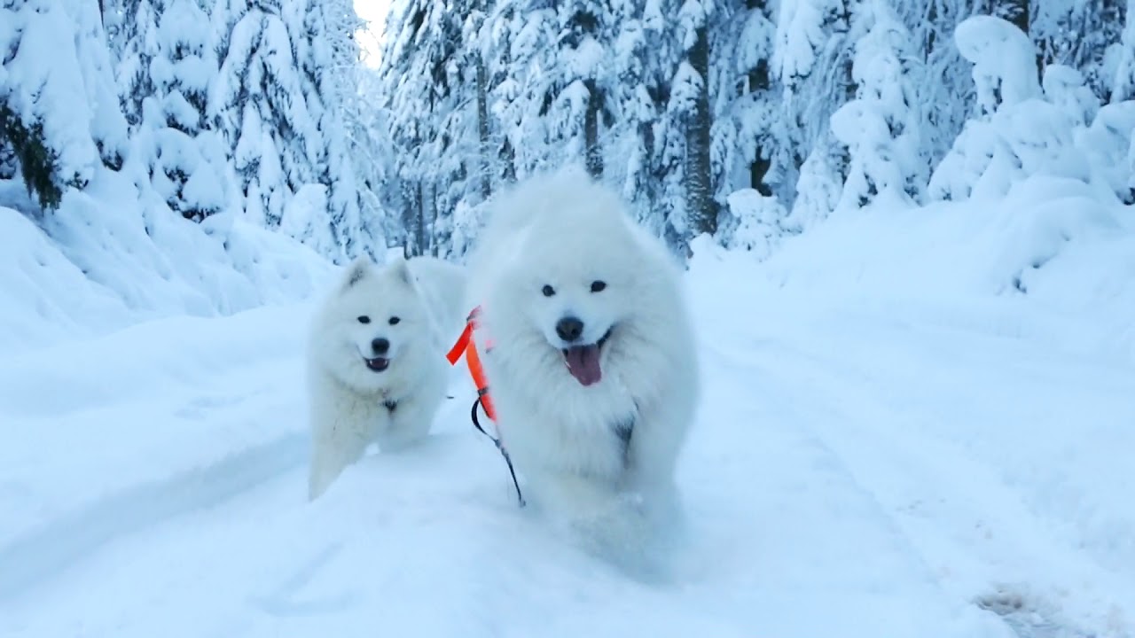 Winter 2018 ~ Vasko & Lexie