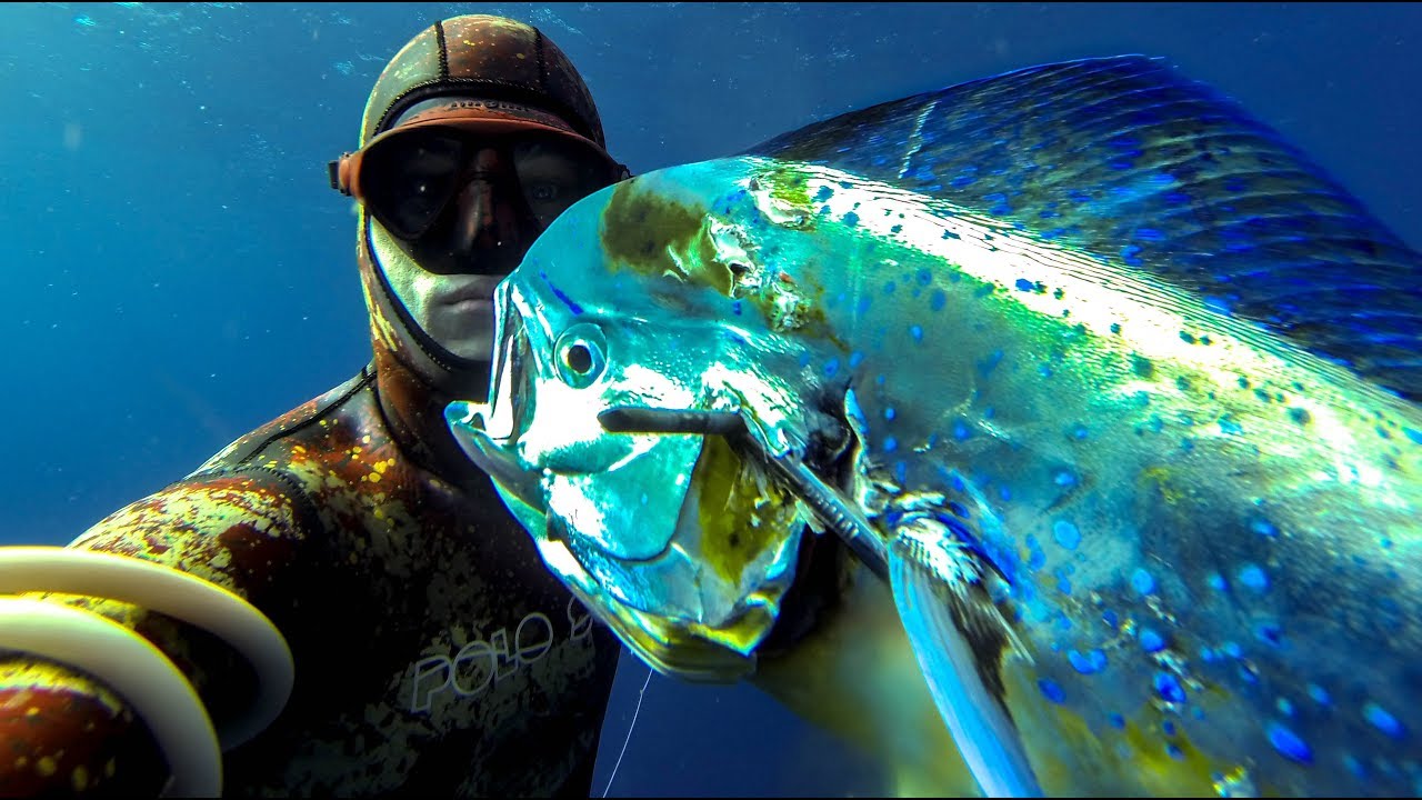 Spearfishing for Mahi Mahi / Dolphin fish? What you NEED to know!