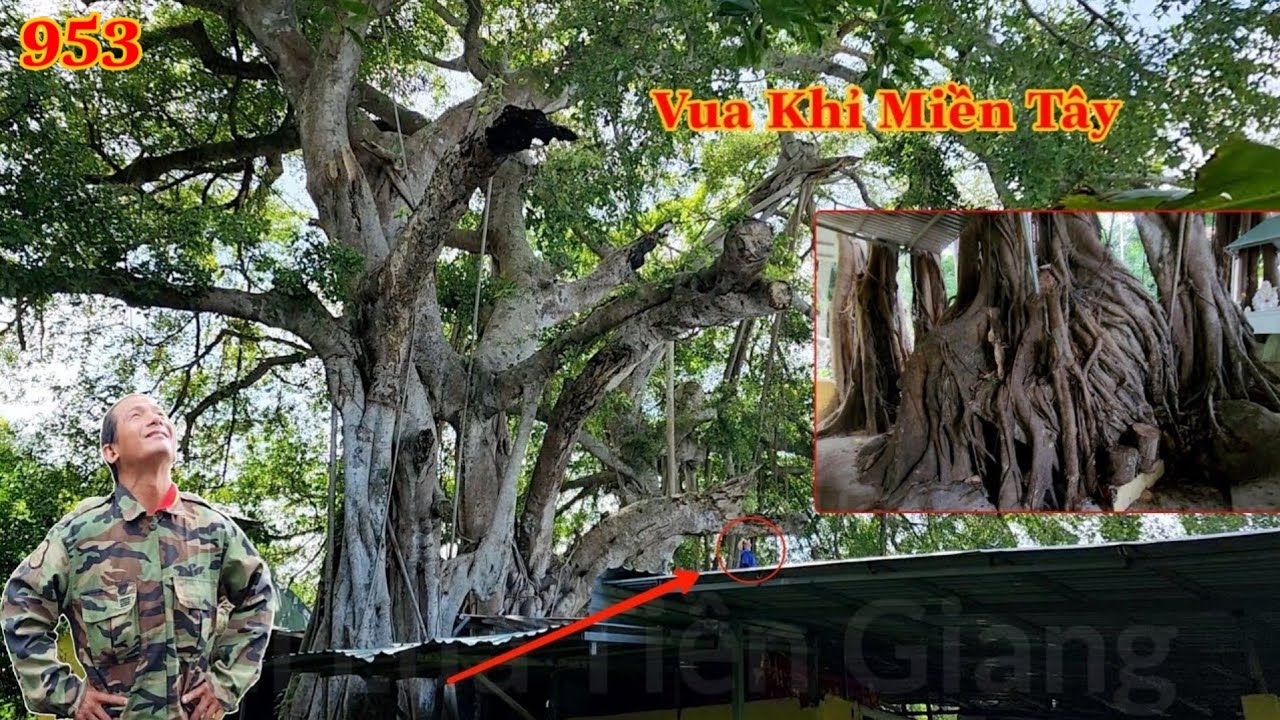 Tổng hợp Vua Khỉ cùng em Cường cưa mé nhánh cây Da cổ hơn 200 năm như thế nào ? Cutting giant banyan