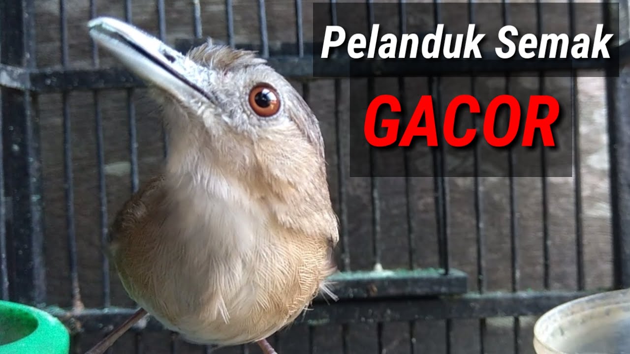 Pelanduk semak GACOR.