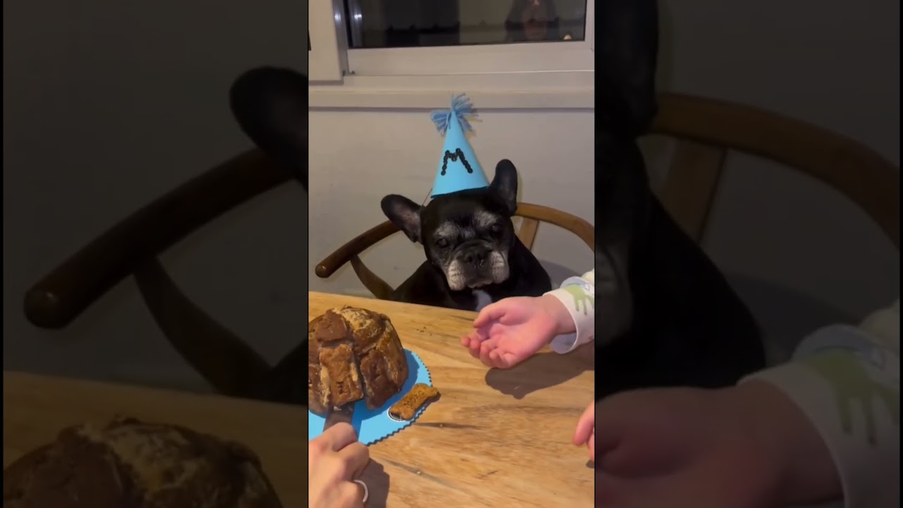 🐶 PEDRO ALFONSO Y PAULA CHAVES Celebran los 15 a&ntilde;os de Moro, su perrito! 🎉#pedroalfonso #mascotas