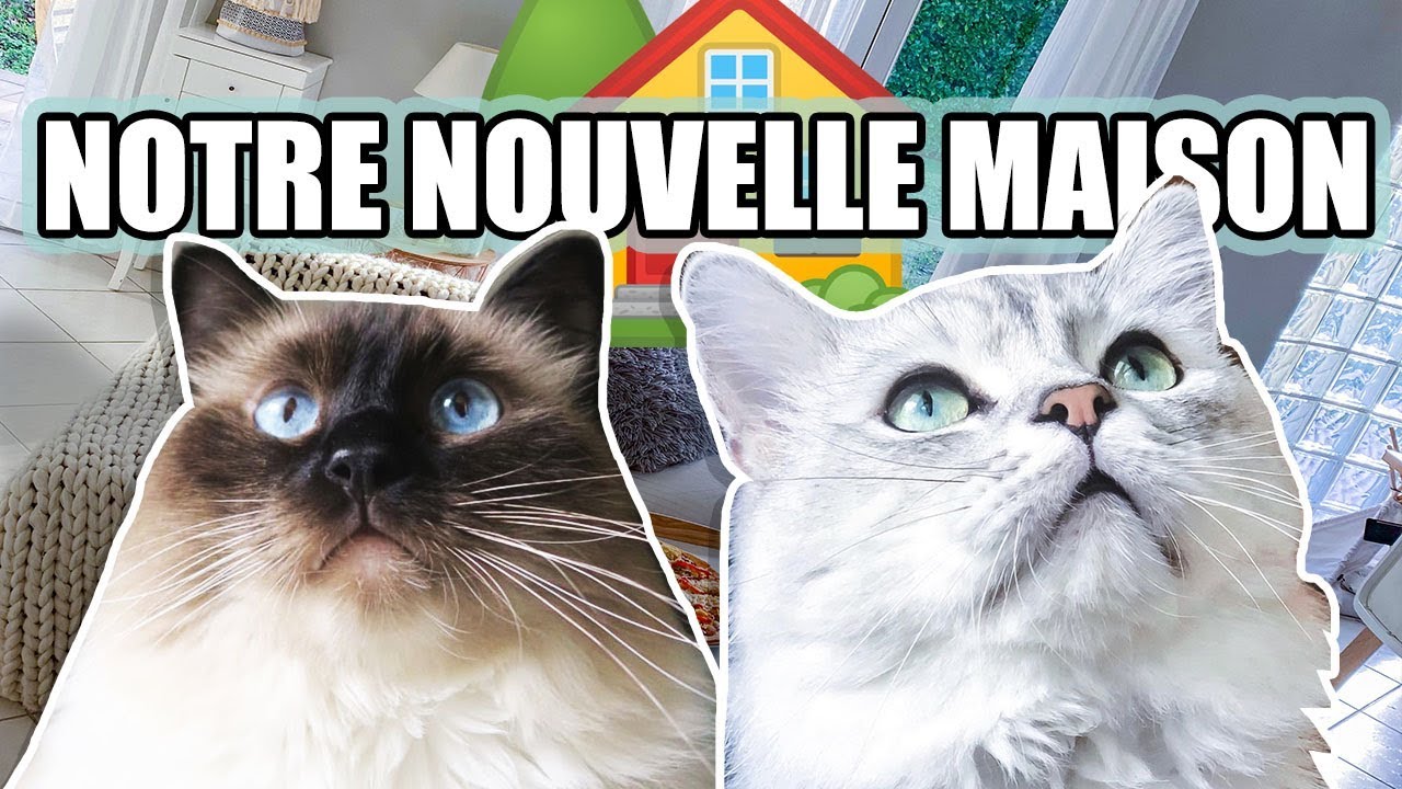 MES CHATS DECOUVRENT LA MAISON !!!