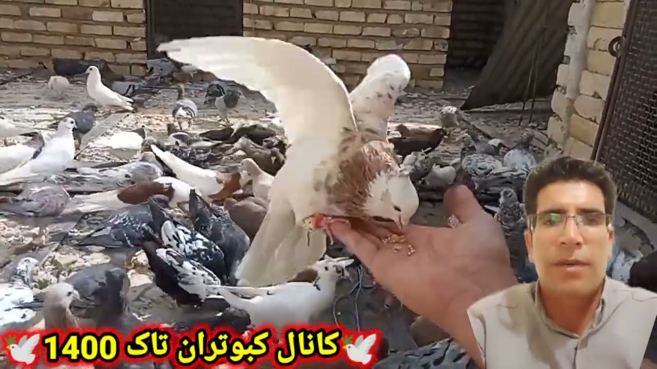 چرا دم جوجه کبوتر رو قیچی میکنن (ویدئو جدید)