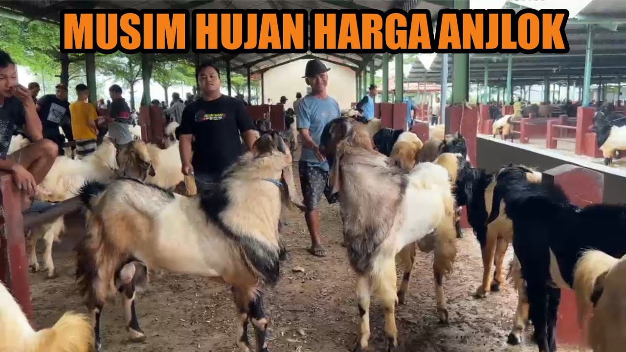 MUSIM HUJAN HARGA KAMBING ANJLOK, YANG DATANG SUPER-SUPER JUMBO-JUMBO