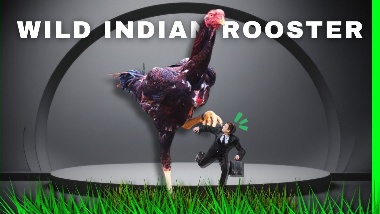 MY INDIAN ROOSTER - TANK