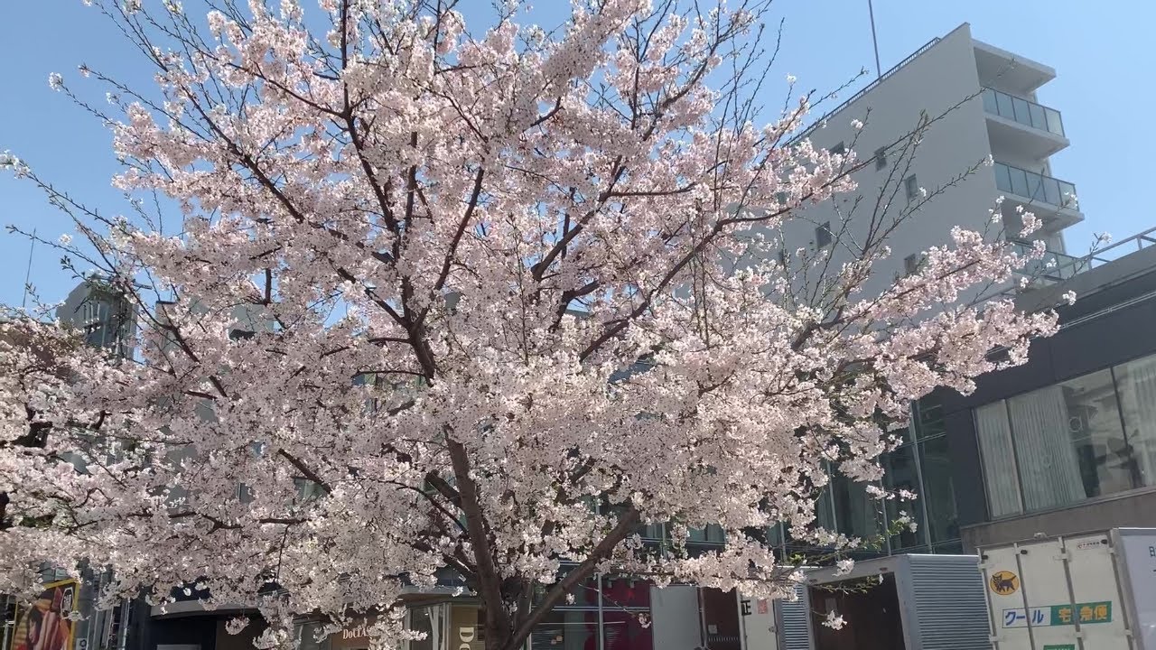 Take a walk in Jiyugaoka,Tokyo,Japan,where are in full bloom with cherry blossoms.