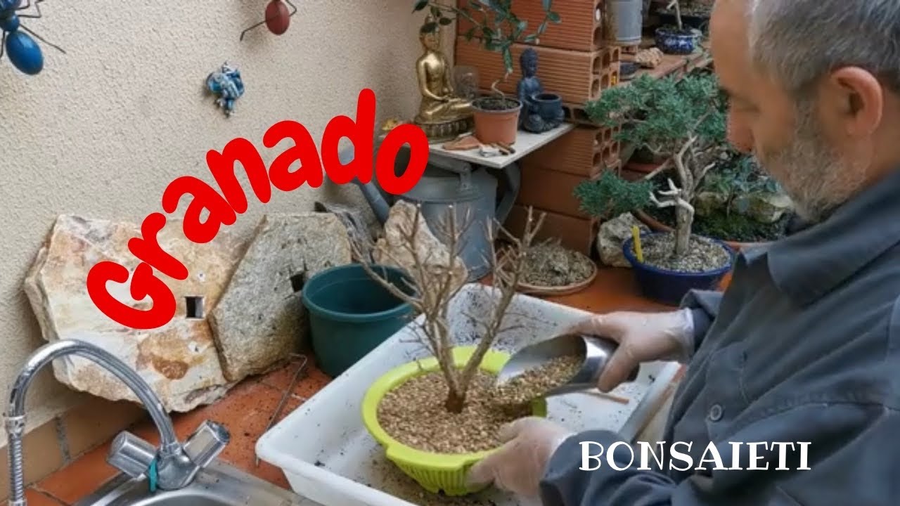 📌  Transplante de Granado de vivero a colador [Muy Fácil]