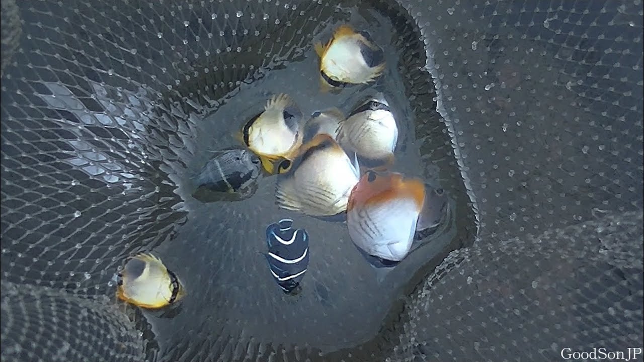 【水生生物採集 ♯９】磯で捕まえた綺麗な熱帯魚をその場でレイアウトした水槽に入れてみた【ガサガサ×アクアリウム】