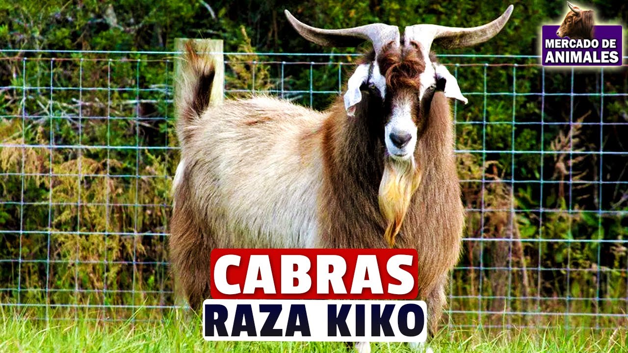 Caracter&iacute;sticas De La Raza De Cabra Kiko: Resistentes Y Rentables Para La Producci&oacute;n De Carne