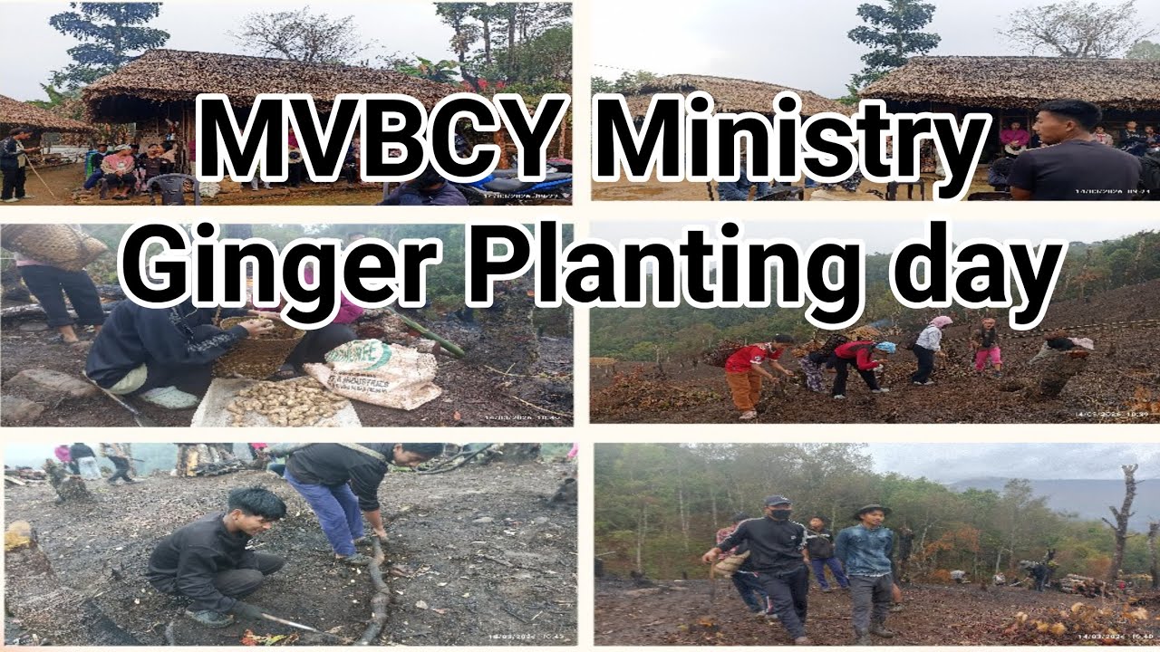 Ginger Planting day|MVBCY Ministry