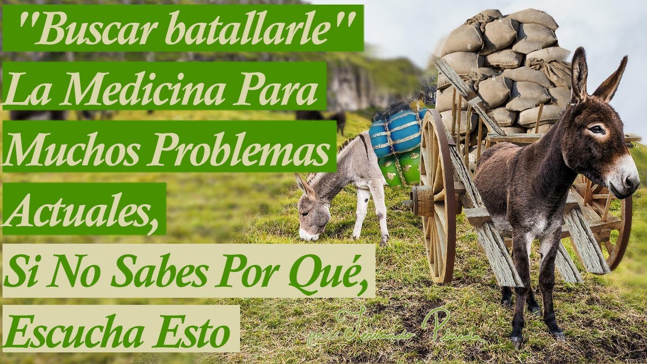 El Burrito Con La Vida Más Fácil - Reflexión Que Te Cambiará La Vida
