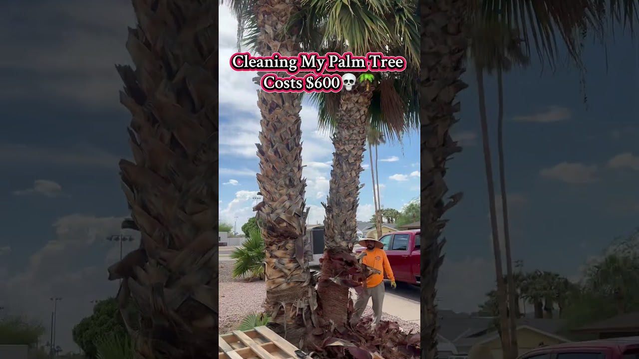 Paying $600 To Clean My Palm Trees #palmtrees #landscape #curbappeal #realestate #landscaping