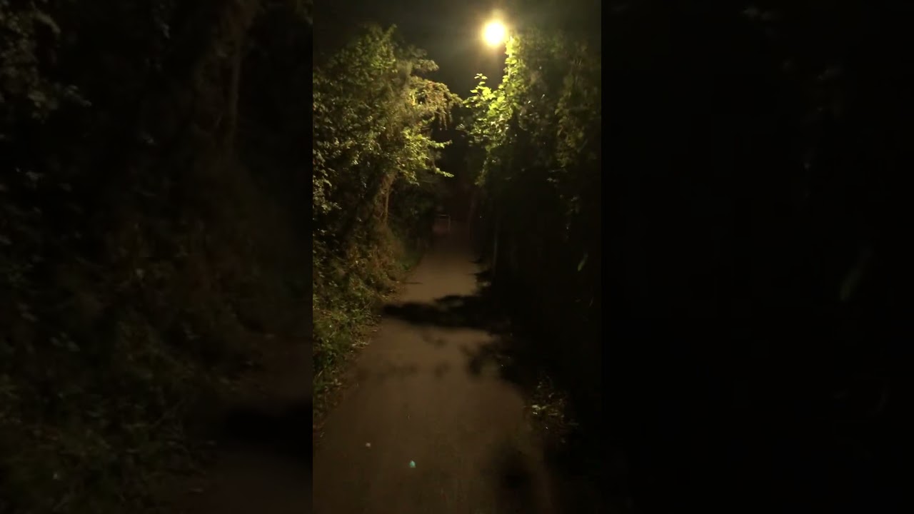 Early Autumn Morning Walk with passing Train