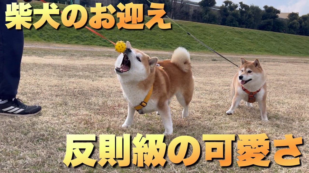柴犬の成犬は反則級に可愛いと思う。(間も無く６年目)