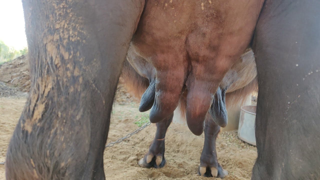 Buffalo milking by hand || village life me subah ka daily routine | How to extract milk from Buffalo