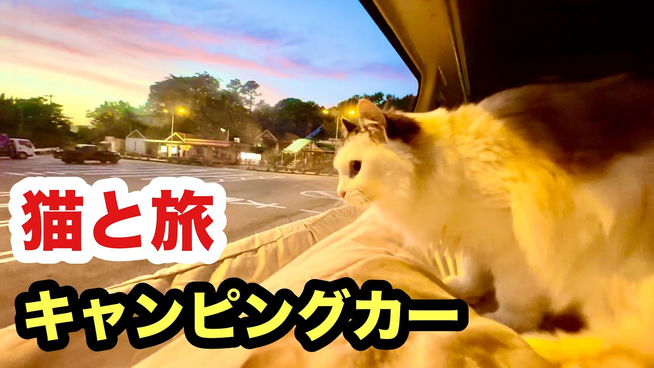 愛猫すーちゃんと車中泊の旅に出ることになりました