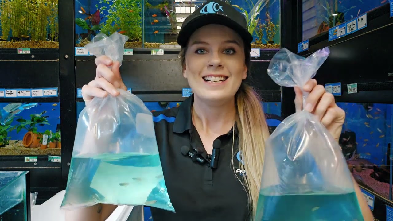 These Fish Tried To KISS Me?! Unboxing Amazing New Aquarium Fish