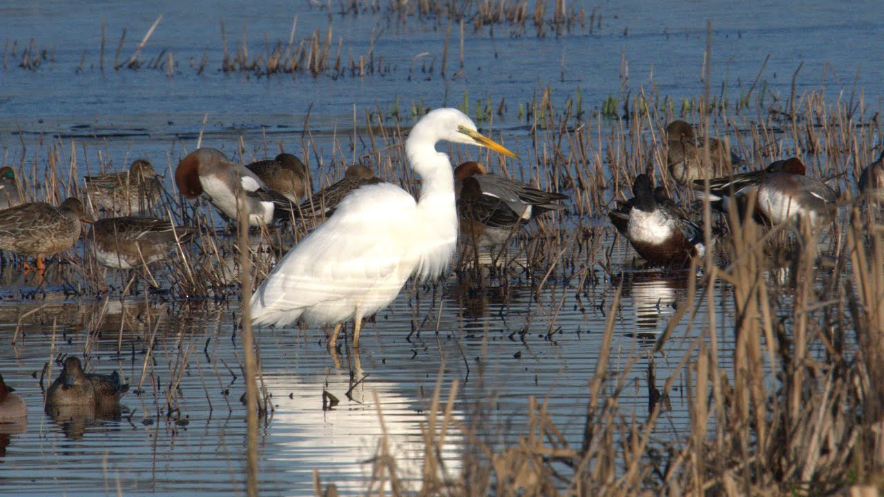Great white egret, Catcott lows, 03/01/2025