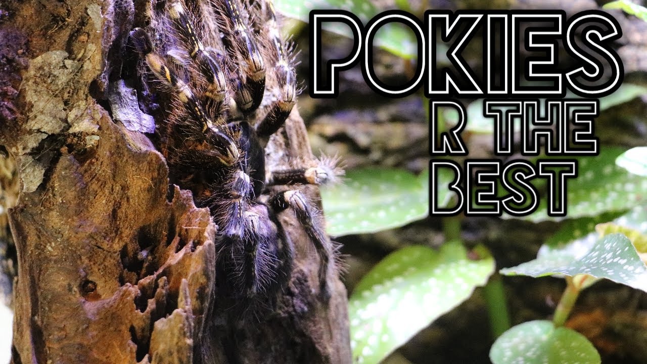 New Ornamental Tarantulas - Poecilotheria   "POKIES ARE THE BEST"