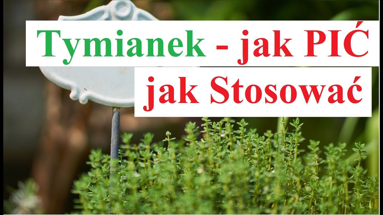 TYMIANEK - jak PIĆ jak Stosować tymianek