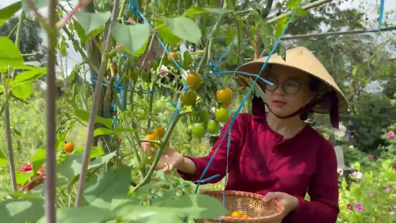 Làm giàn cho cây cà chua và thu hoạch ra trong vườn/ DIY Tomato Trellis and Garden Harvest.
